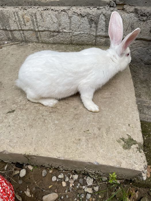 Quyon xikol zoti toza erke