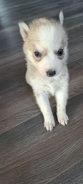 Продам щенков хаски