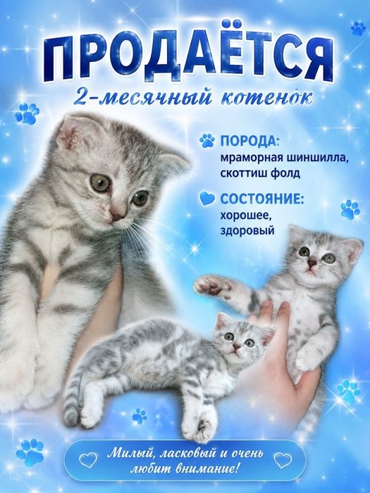 Скотиш фолд окраска шиншилла мраморная 2- месяца котенку