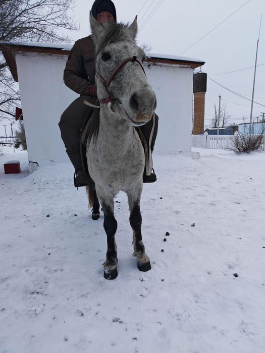 7 лет жеребец обмен