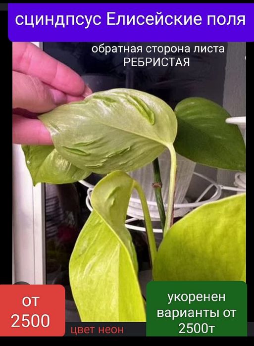 Сциндпсус ЕЛИСЕЙСКИЕ ПОЛЯ 15000т