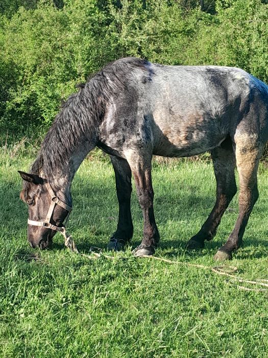 Van iapa de trei ani