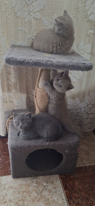 Сладка Женска британка