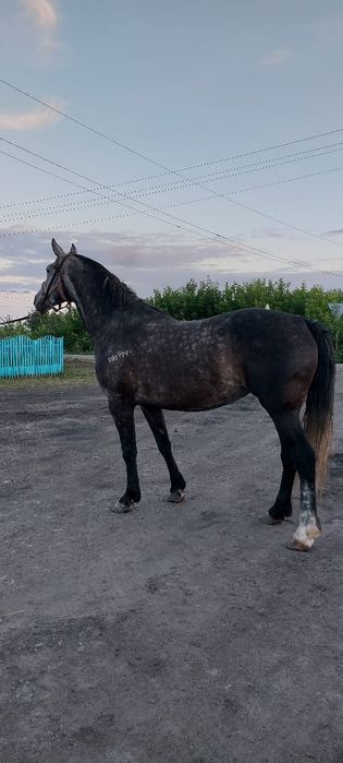 Продам кобылу орловка