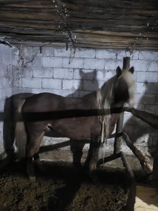 Продается жеребец