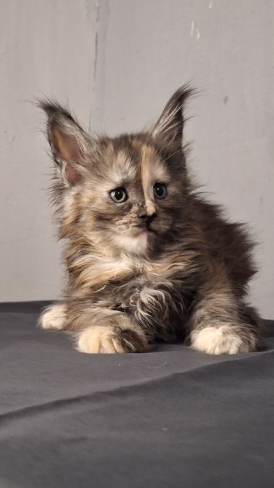 Эксклюзивные котята мейн-кун
