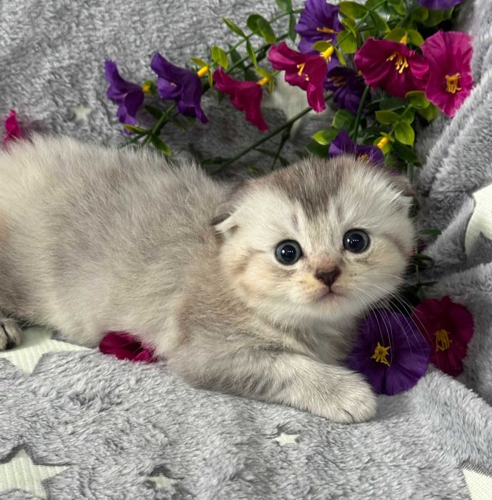 шиншиллы шикарные малыши