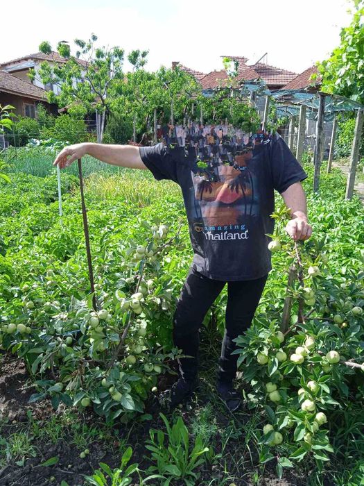 Декоративна ябълка