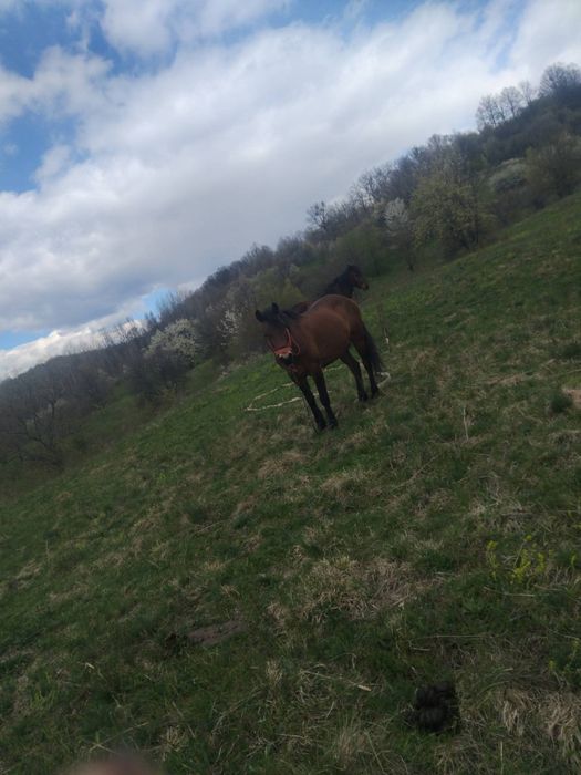 Vând doi cai buni de  căruță  3 ani și 8 ani