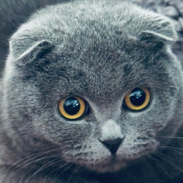 Продаётся молодая кошечка ,скотиш фолд .
