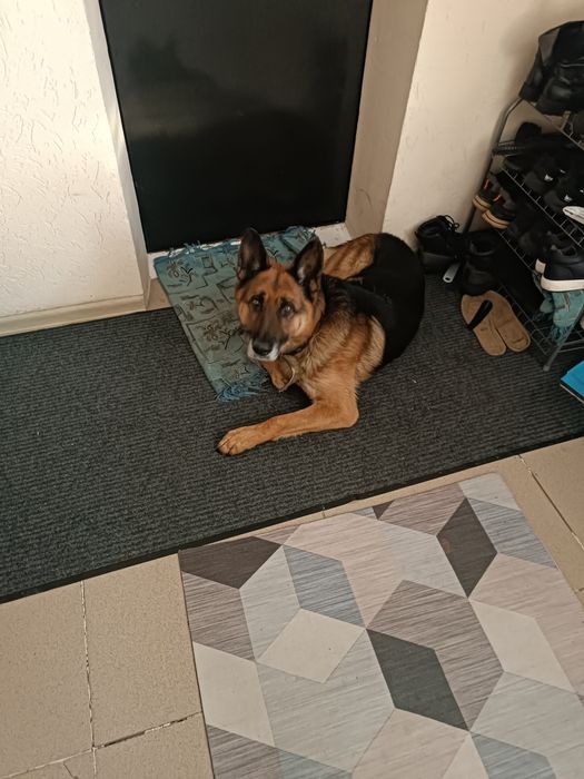 Самец немецкой овчарки. Для вязки!