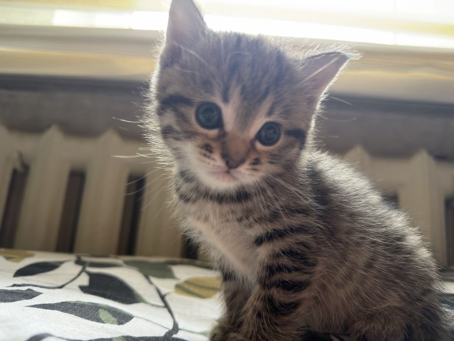 Отдам котяток в добрые руки