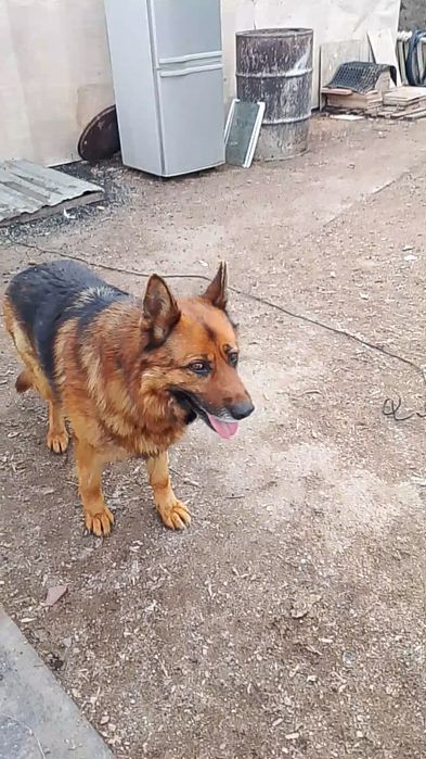 Продаю немецких щенков