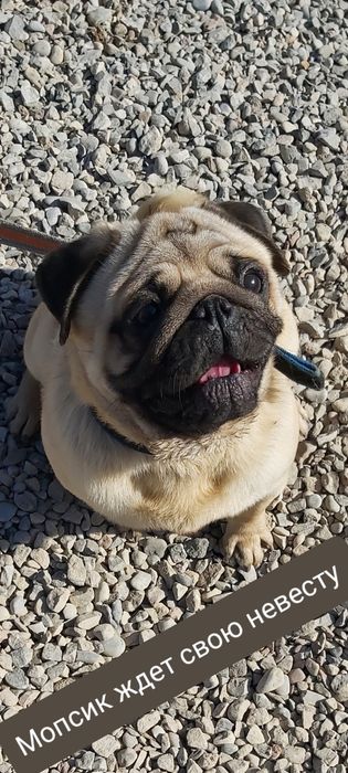 Мопс на вязку кобель