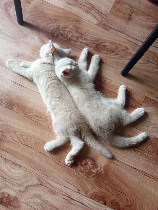 Котята шотландской породы