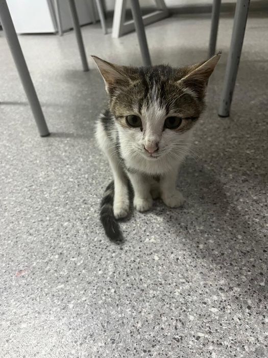 Котёнок в добрые руки