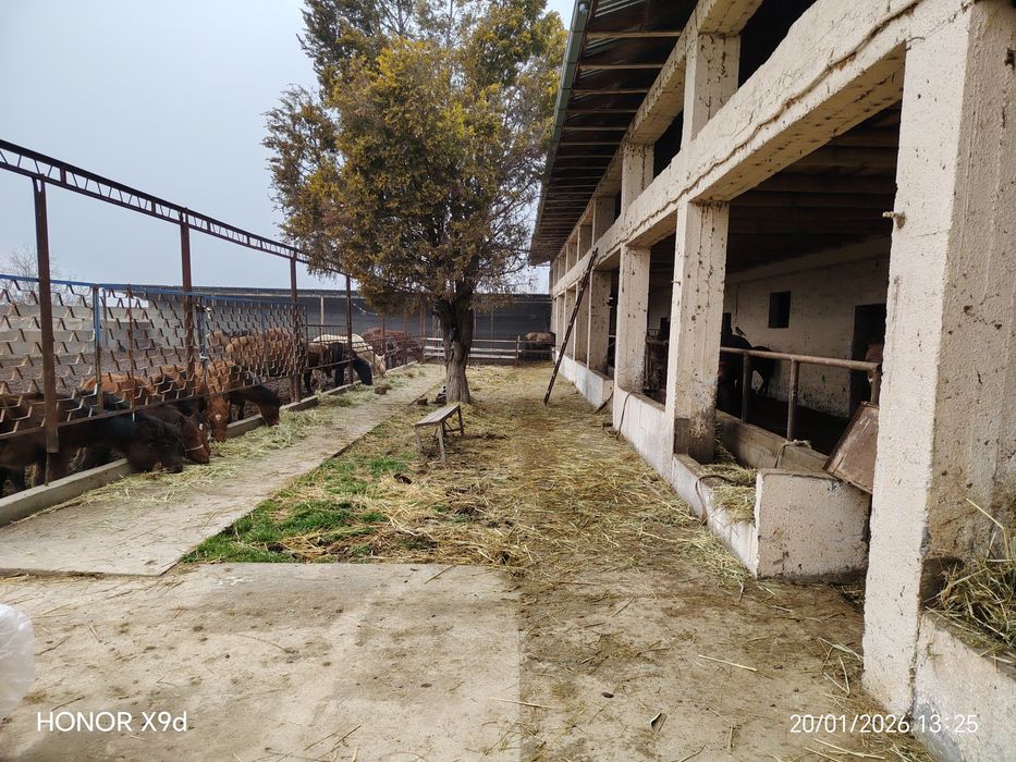 Ferma Yangi yo'lda sotildi Hamroqulda