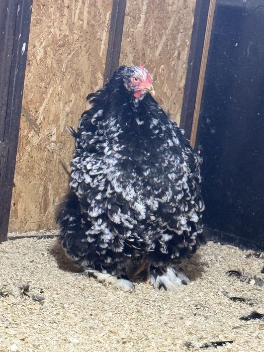 Cochinchina negru bobat talie mare.familie 4+1