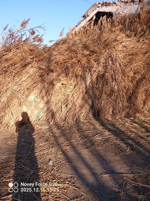 Камиш арзон нархда 10.000 сум