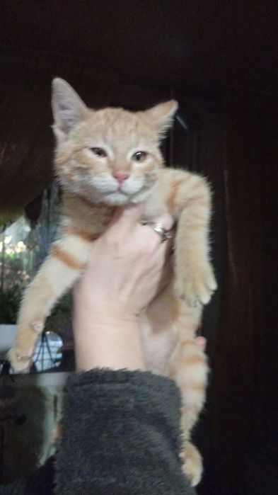 В добрые руки котенок