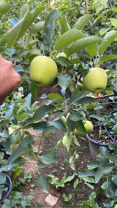 Pomi fructiferi pe rod