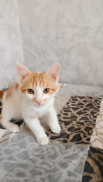 Маленькие котятки в добрые руки