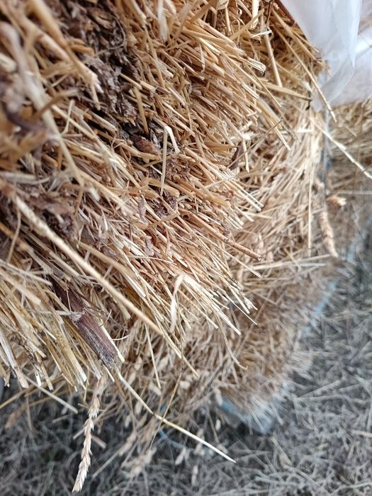 Vand baloti de lucernă cu fan.