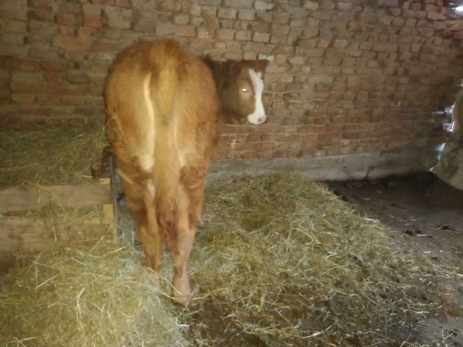 Vand vitea de 6 luni pret 3500 de lei