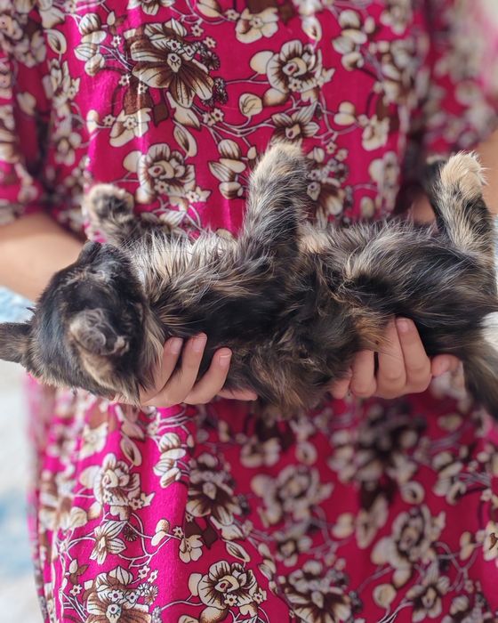 Мысық тегін берем