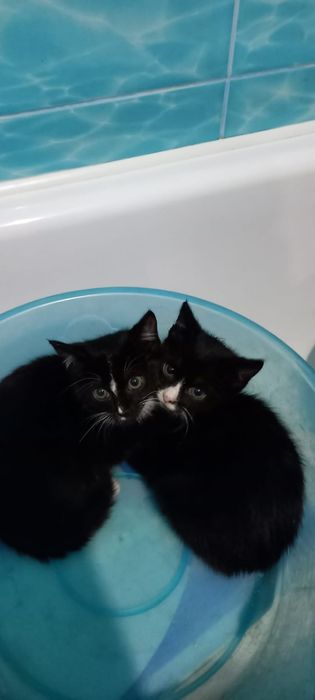 Отдам кошечку и котенка девочку