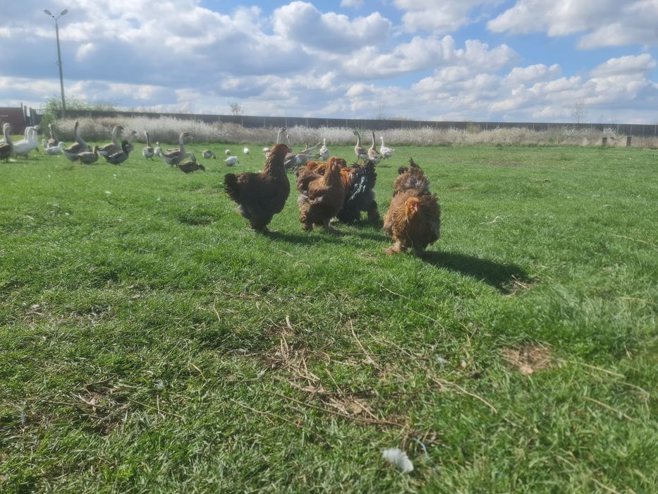 Vand Gaini,Cocosi,Familii Brahma diferite culori.Trimit în tara