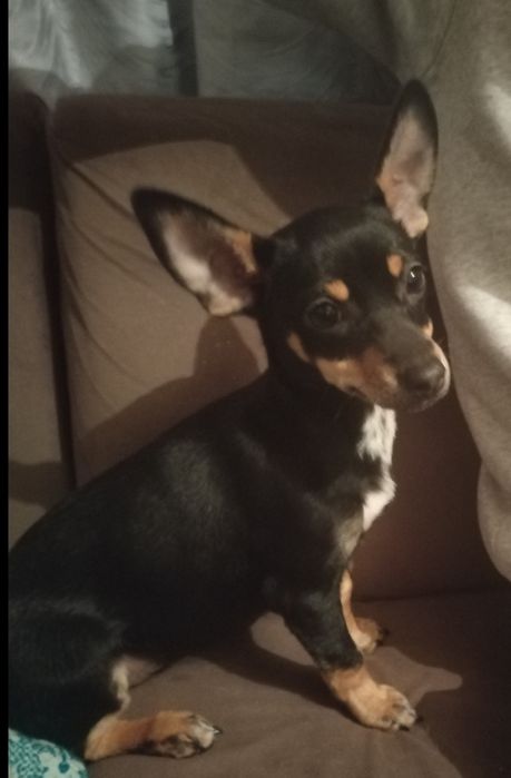 Черен женски пинчер на 3 месеца