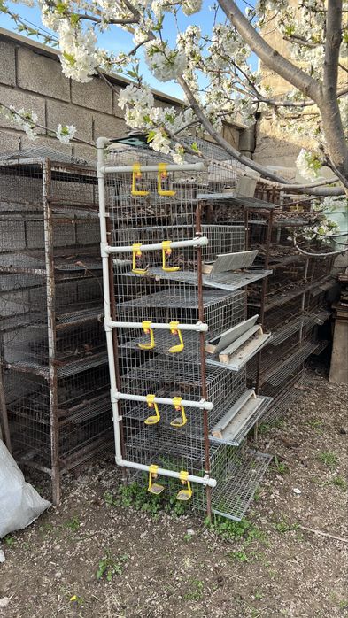 Клетки для перепелы, бодене сактауга тор