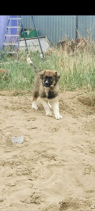 Парода: Тобет жаксы ИТ