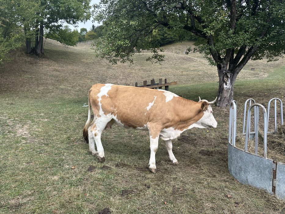 Vand bovina tanara