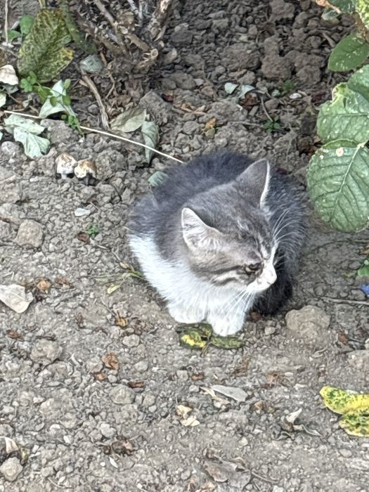 Продавам малки котки