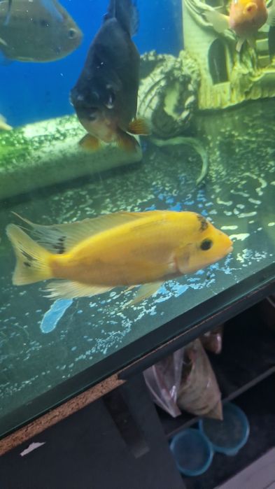 Цихлиды разные виды