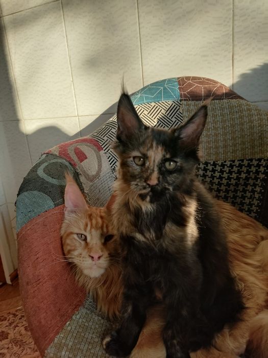 Продам кошку породы Мейн кун