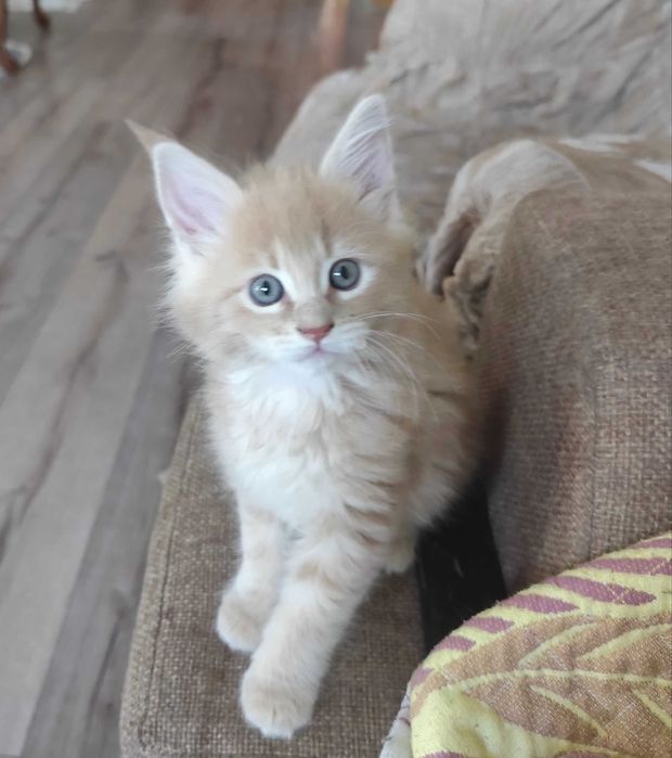 Продам котят породы Мейн-кун