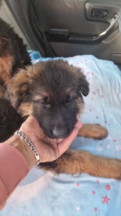 Немецкая овчарка