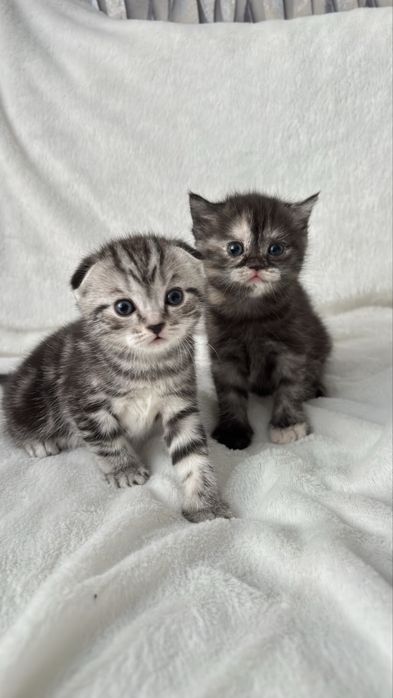 Продаются котята скотиш фолд,страйт.