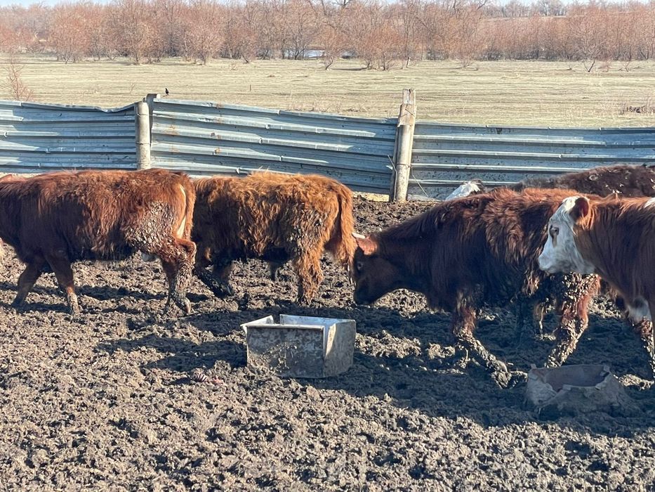 Бычки упитанный подсосы