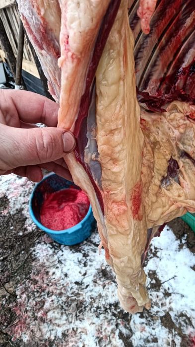 Жабағылар бар соғымға семіз