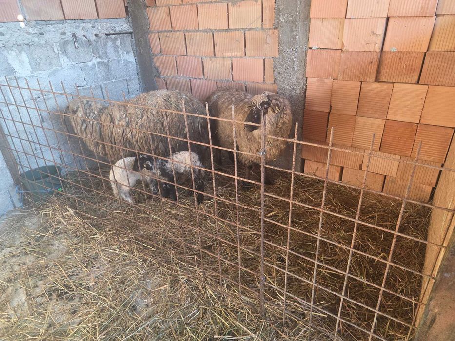 Oi de tinut sun bune de miei