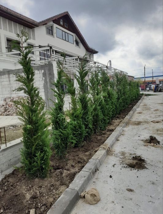 Leylandii de vânzare – ideal pentru gard viu.