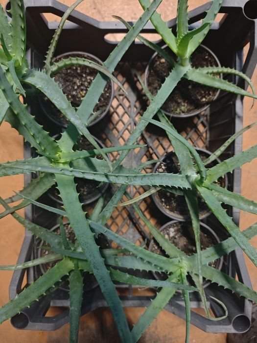 Комнатные  цветы