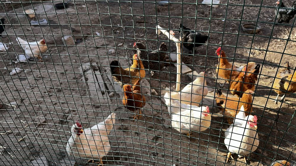 Куры несушки  не инкубаторские