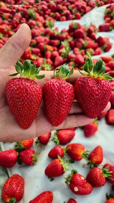 Теплицы всех видов и размеров