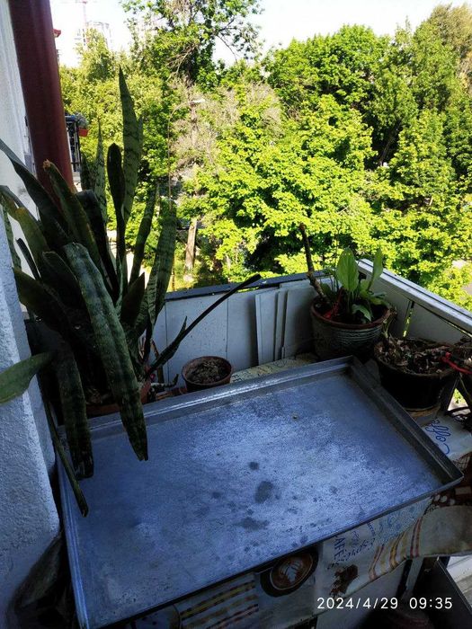 противни промышленные