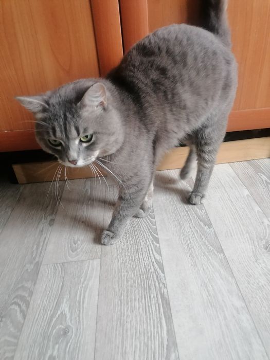 !!!Срочно!!! Отдам в добрые руки кота.